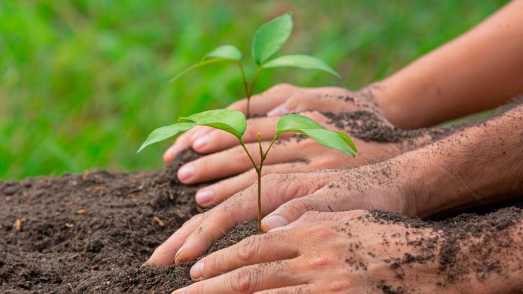 A Importância de Ensinar Crianças a Plantar Árvores e Cuidar do Meio Ambiente